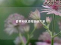 香草回收,香草回收厂家