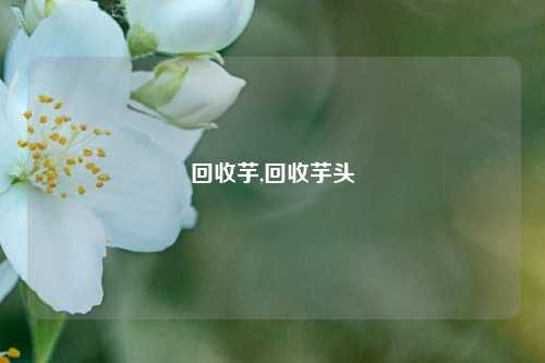 回收芋,回收芋头-第1张图片-华粤回收